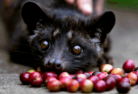 Какао для животных